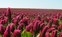 ROKALI – the clover that helps farmers fight climate change